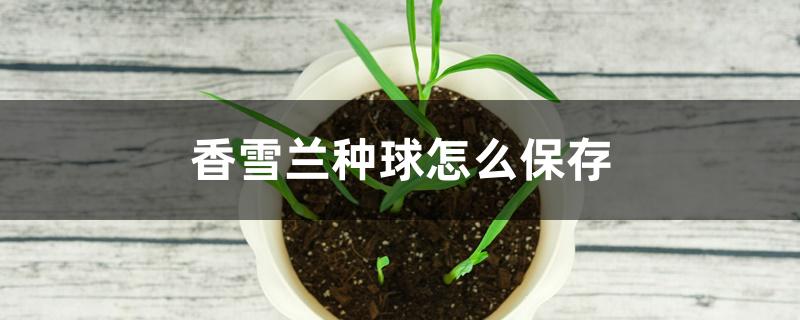 香雪兰种球怎么保存 香雪兰种球怎么保存