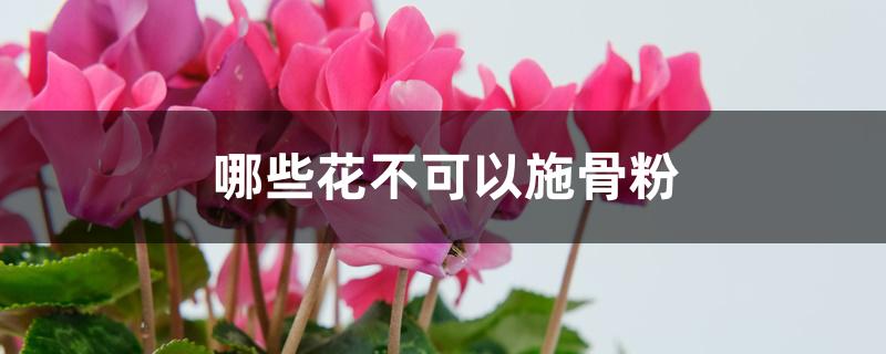 哪些花不可以施骨粉 哪些花不可以施骨粉