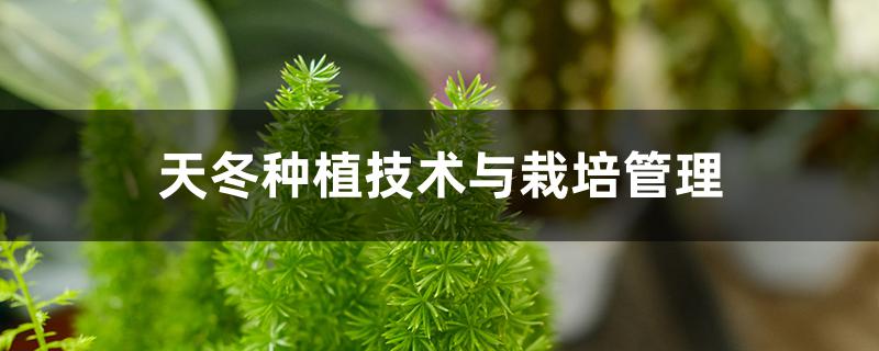 天冬种植技术与栽培管理 天冬种植技术与栽培管理