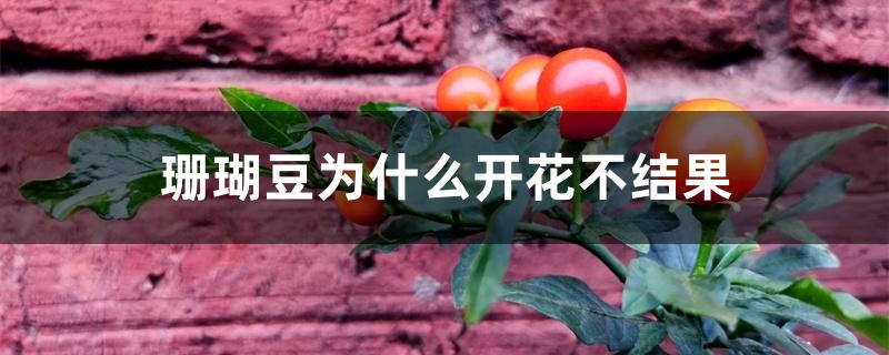 珊瑚豆为什么开花不结果 珊瑚豆为什么开花不结果