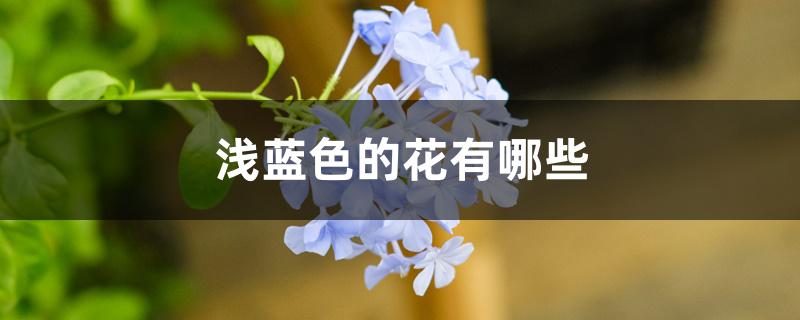 浅蓝色的花有哪些 浅蓝色的花有哪些