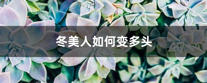 冬美人如何变多头 冬美人如何变多头
