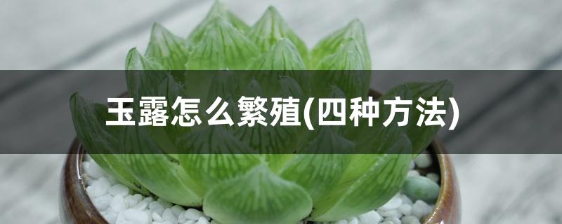 玉露怎么繁殖(四种方法) 玉露怎么繁殖(四种方法)