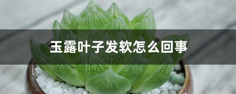玉露叶子发软怎么回事 玉露叶子发软怎么回事