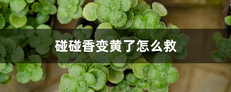 碰碰香变黄了怎么救 碰碰香变黄了怎么救