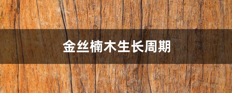 金丝楠木生长周期 金丝楠木生长周期