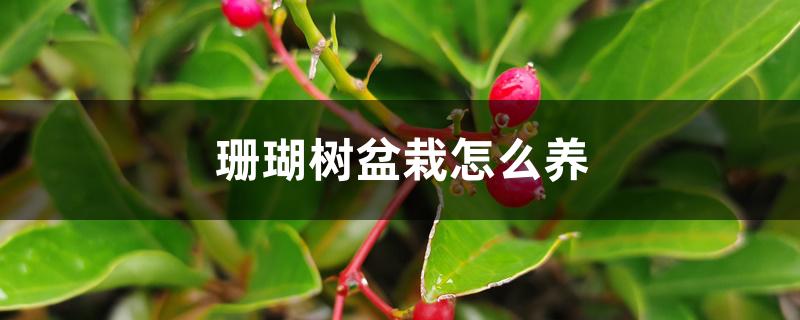珊瑚树盆栽怎么养 珊瑚树盆栽怎么养
