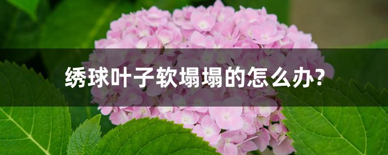 绣球叶子软塌塌的怎么办? 绣球叶子软塌塌的怎么办?