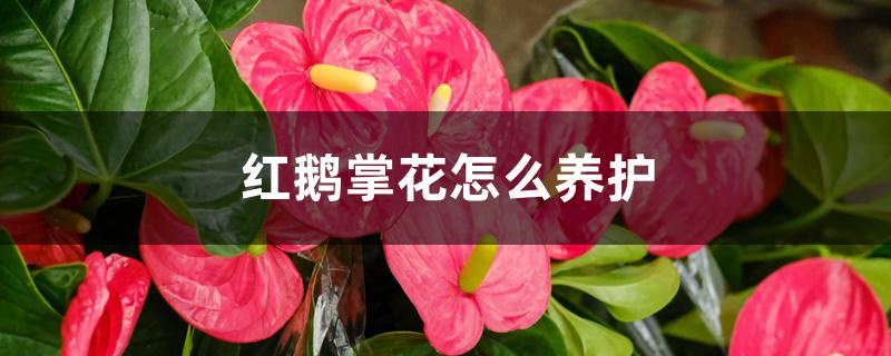 红鹅掌花怎么养护 红鹅掌花怎么养护