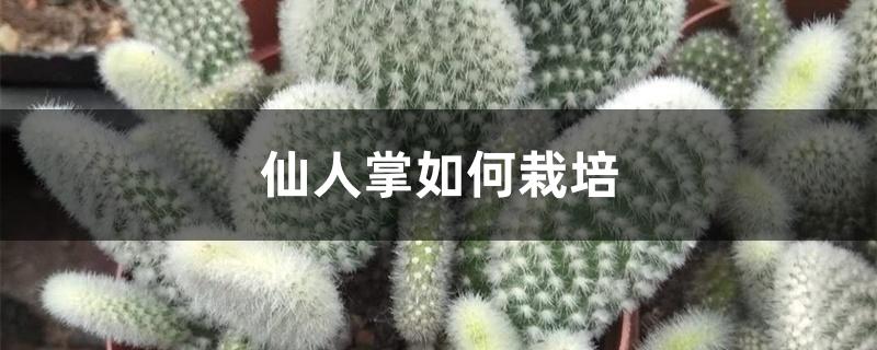 仙人掌如何栽培 仙人掌如何栽培