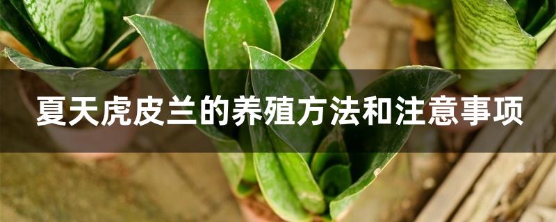夏天虎皮兰的养殖方法和注意事项 夏天虎皮兰的养殖方法和注意事项