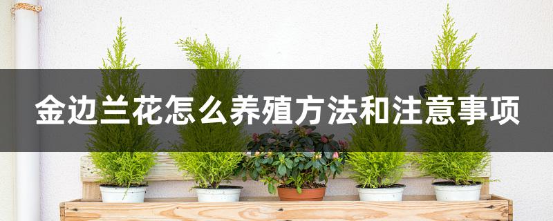 金边兰花怎么养殖方法和注意事项 金边兰花怎么养殖方法和注意事项