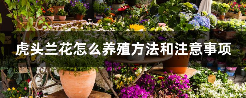 虎头兰花怎么养殖方法和注意事项 虎头兰花怎么养殖方法和注意事项