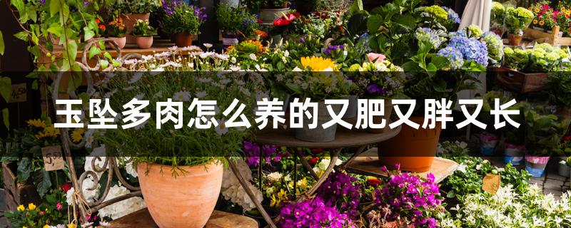 玉坠多肉怎么养的又肥又胖又长 玉坠多肉怎么养的又肥又胖又长