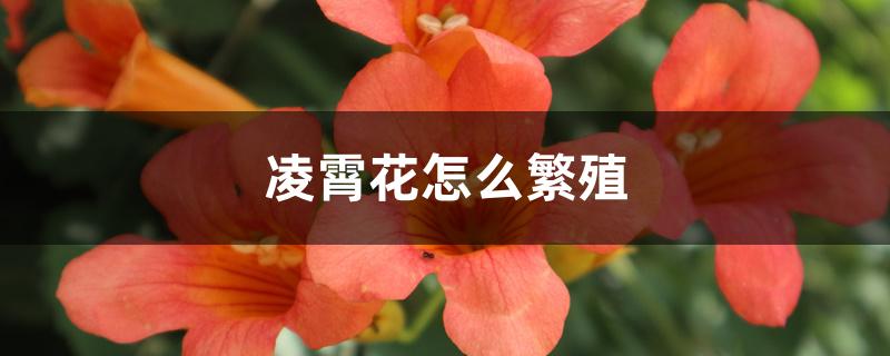凌霄花怎么繁殖 凌霄花怎么繁殖