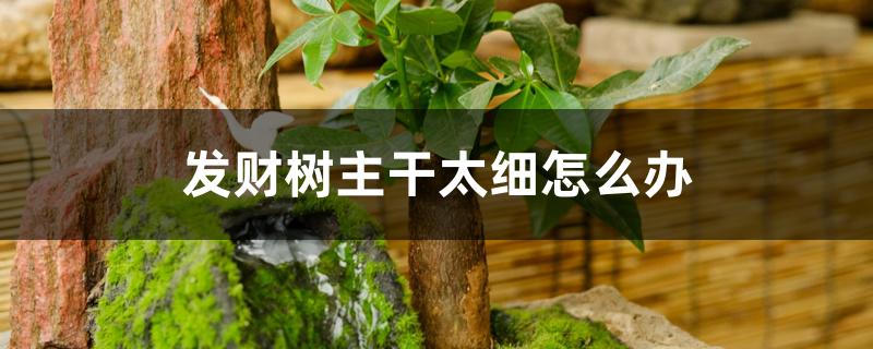 发财树主干太细怎么办 发财树主干太细怎么办