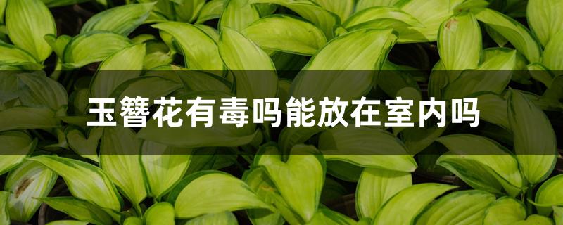 玉簪花有毒吗能放在室内吗 玉簪花有毒吗能放在室内吗