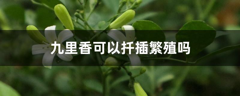 九里香可以扦插繁殖吗 九里香可以扦插繁殖吗
