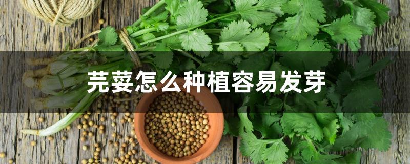 芫荽怎么种植容易发芽 芫荽怎么种植容易发芽