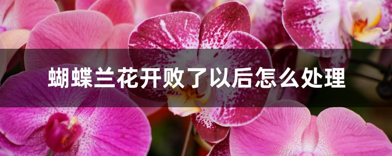 蝴蝶兰花开败了以后怎么处理 蝴蝶兰花开败了以后怎么处理