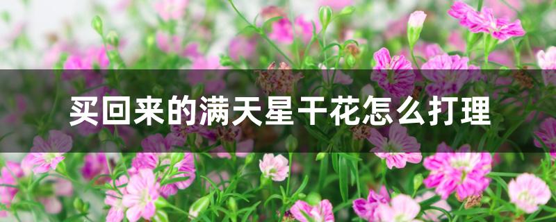 买回来的满天星干花怎么打理 买回来的满天星干花怎么打理