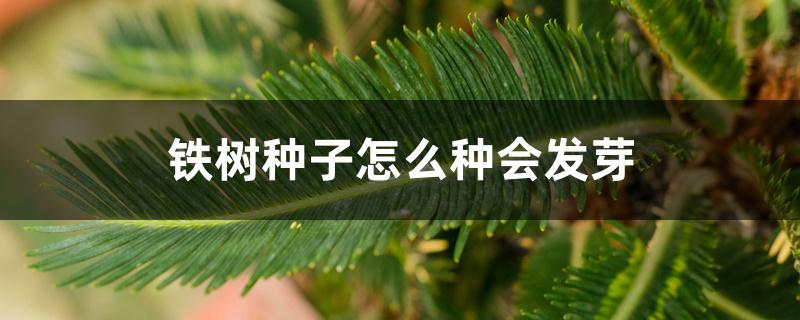 铁树种子怎么种会发芽