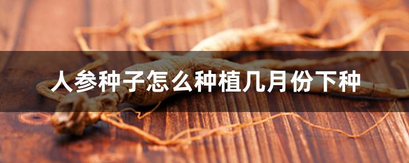 人参种子怎么种植几月份下种 人参种子怎么种植几月份下种