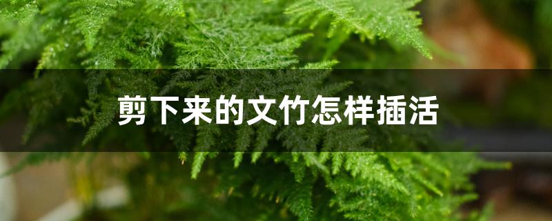 剪下来的文竹怎样插活 剪下来的文竹怎样插活