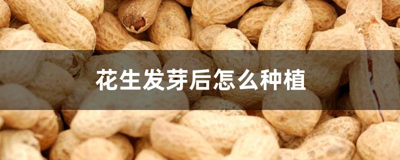 花生发芽后怎么种植 花生发芽后怎么种植