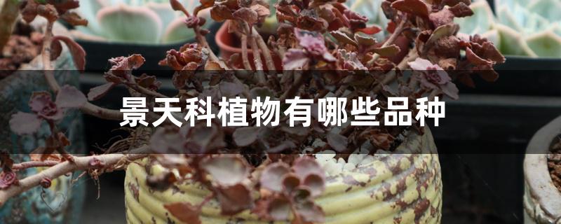 景天科植物有哪些品种