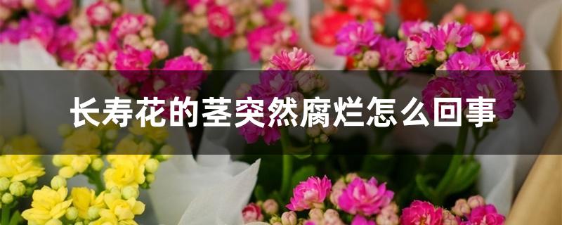 长寿花的茎突然腐烂怎么回事 长寿花的茎突然腐烂怎么回事