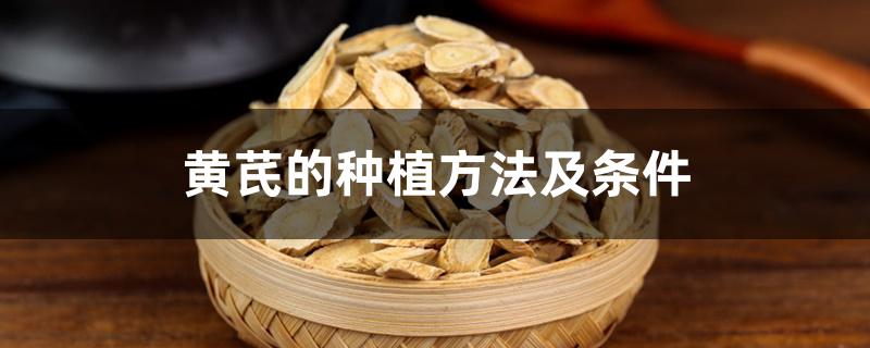 黄芪的种植方法及条件 黄芪的种植方法及条件