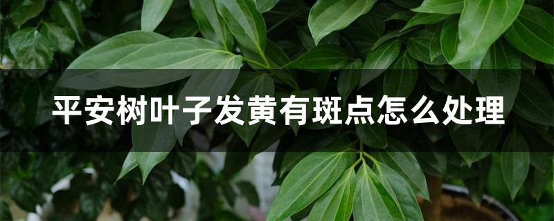 平安树叶子发黄有斑点怎么处理 平安树叶子发黄有斑点怎么处理
