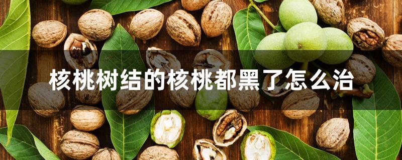 核桃树结的核桃都黑了怎么治
