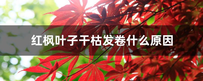 红枫叶子干枯发卷什么原因 红枫叶子干枯发卷什么原因