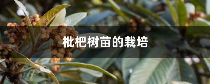 枇杷树苗的栽培 枇杷树苗的栽培