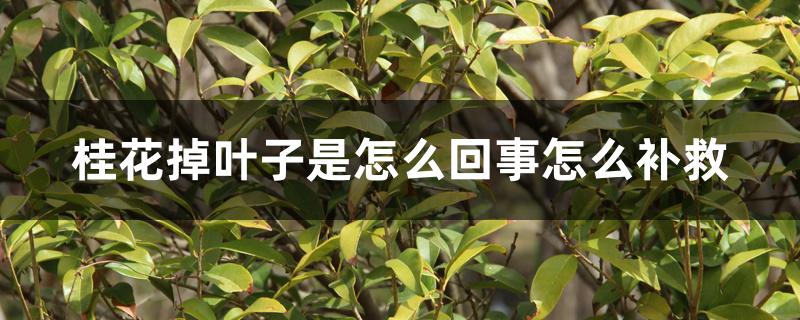 桂花掉叶子是怎么回事怎么补救 桂花掉叶子是怎么回事怎么补救