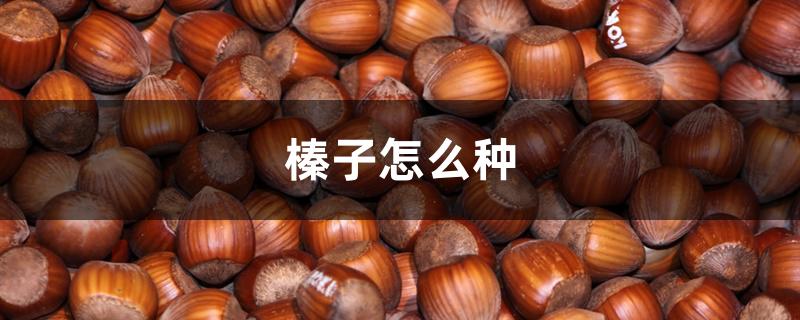 榛子怎么种 榛子怎么种