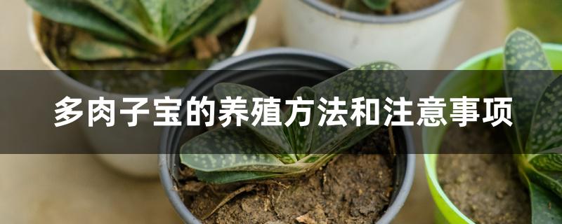 多肉子宝的养殖方法和注意事项 多肉子宝的养殖方法和注意事项