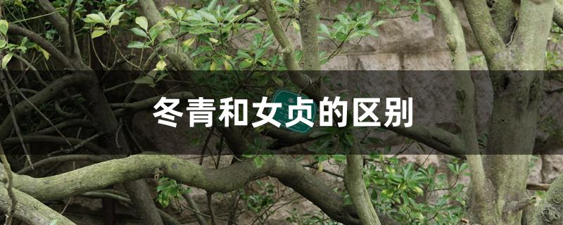 冬青和女贞的区别 冬青和女贞的区别