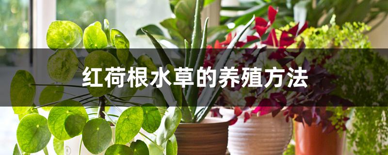 红荷根水草的养殖方法 红荷根水草的养殖方法
