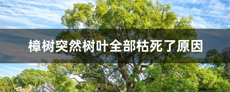 樟树突然树叶全部枯死了原因 樟树突然树叶全部枯死了原因
