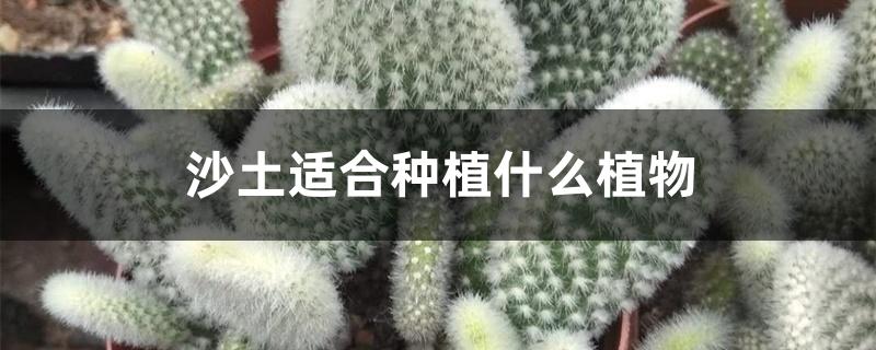 沙土适合种植什么植物 沙土适合种植什么植物