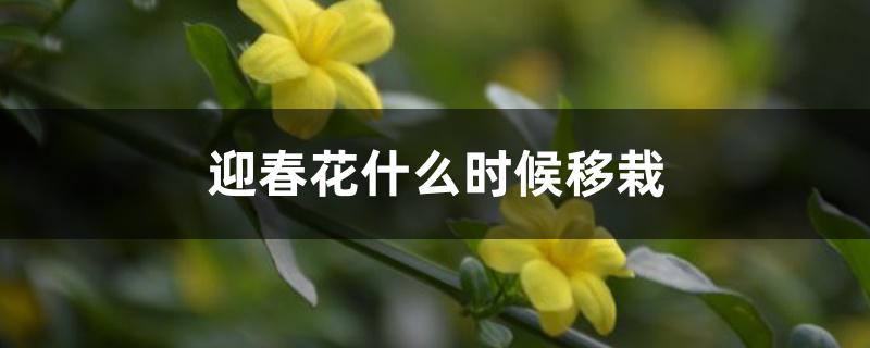 迎春花什么时候移栽 迎春花什么时候移栽