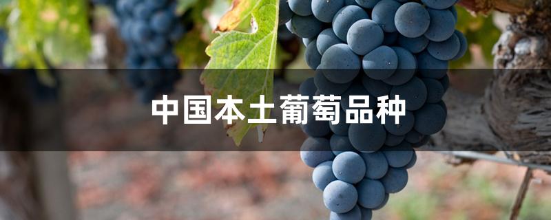 中国本土葡萄品种 中国本土葡萄品种