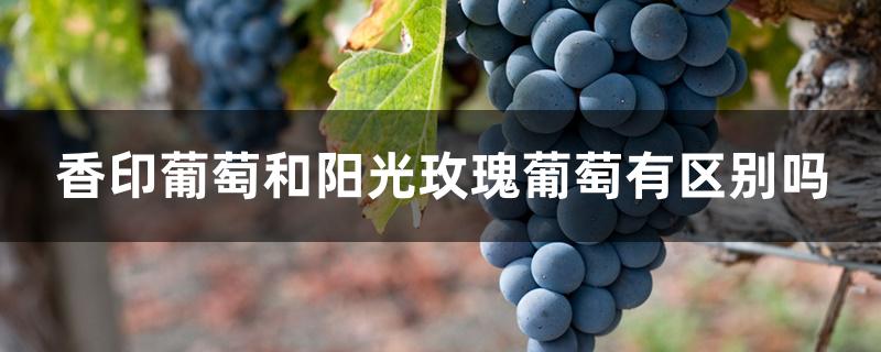 香印葡萄和阳光玫瑰葡萄有区别吗 香印葡萄和阳光玫瑰葡萄有区别吗