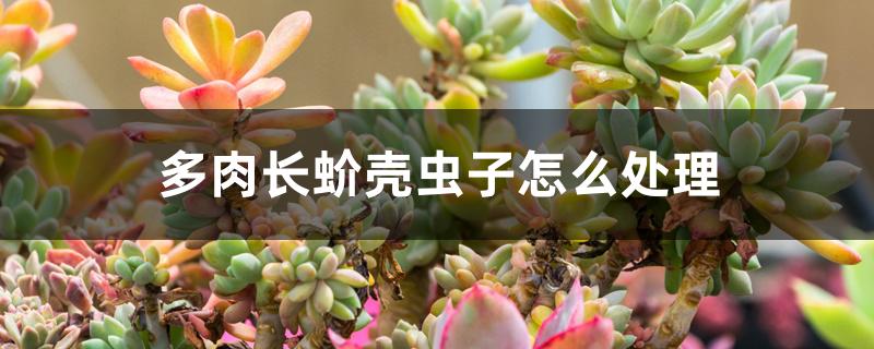 多肉长蚧壳虫子怎么处理 多肉长蚧壳虫子怎么处理