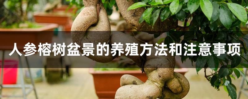 人参榕树盆景的养殖方法和注意事项