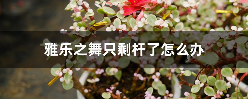 雅乐之舞只剩杆了怎么办 雅乐之舞只剩杆了怎么办