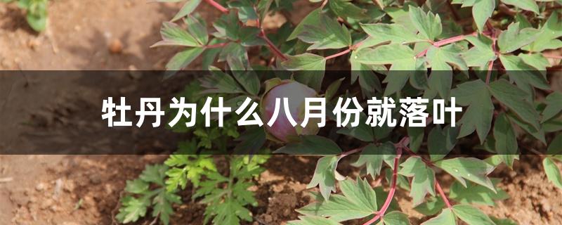 牡丹为什么八月份就落叶 牡丹为什么八月份就落叶
